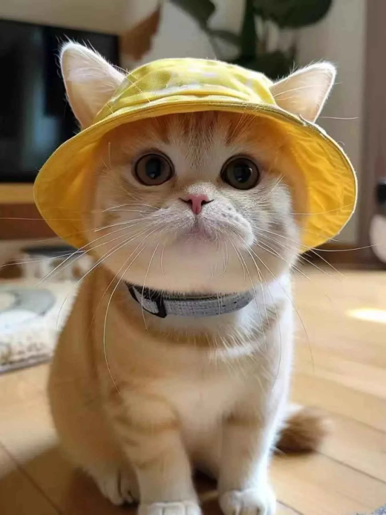 Pet Bucket Hat