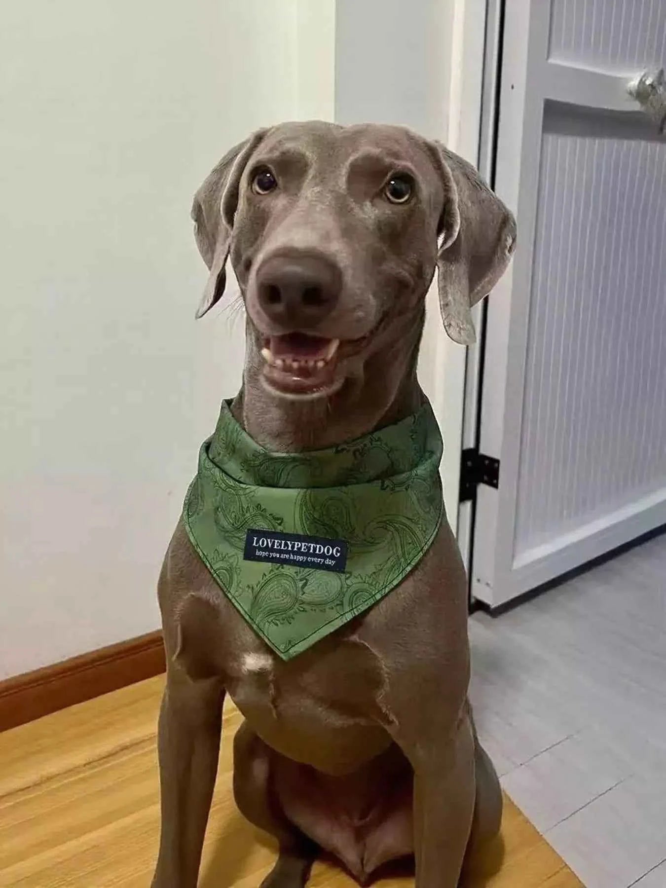 Lightweight Pet Scarf