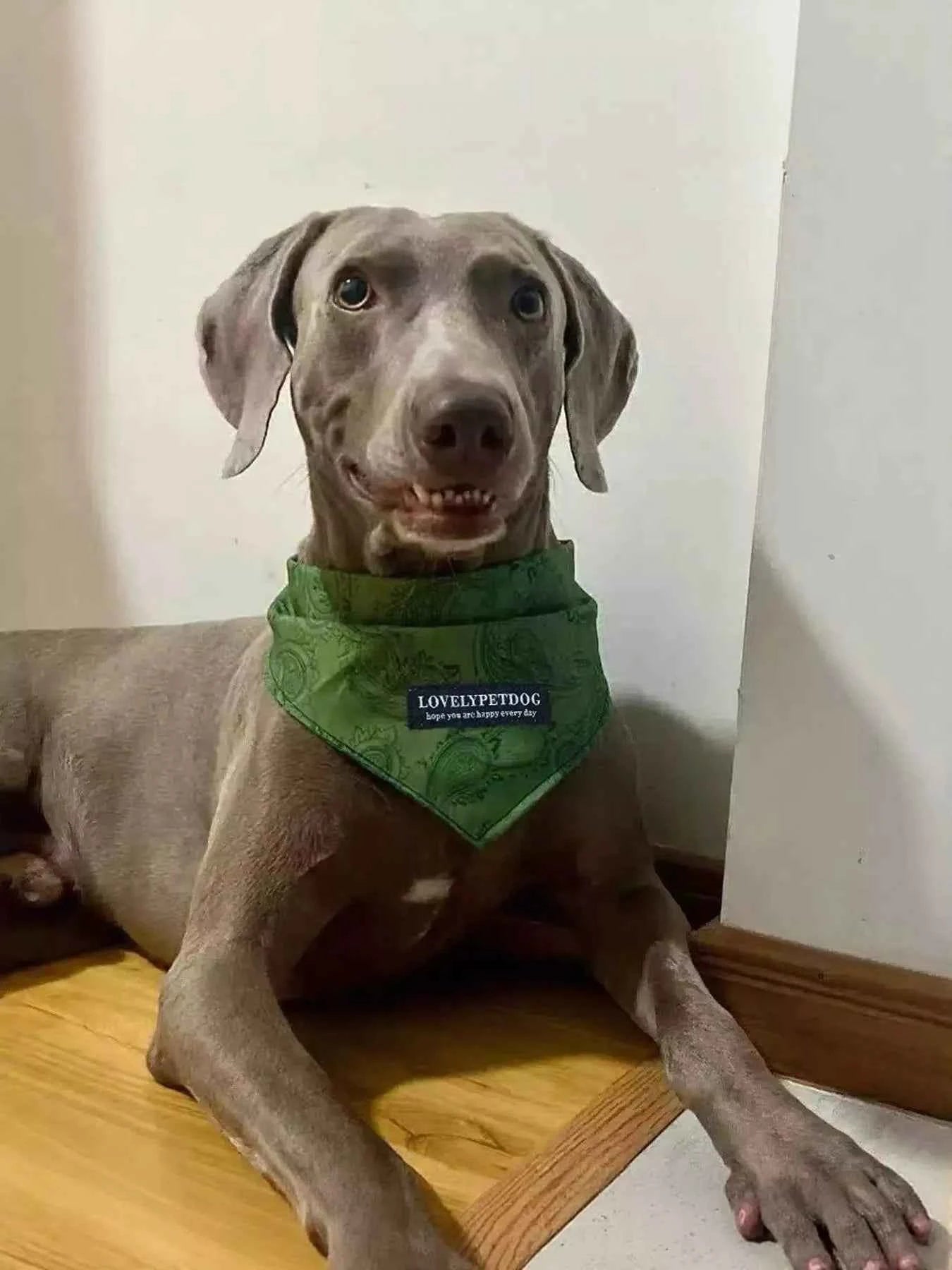 Lightweight Pet Scarf