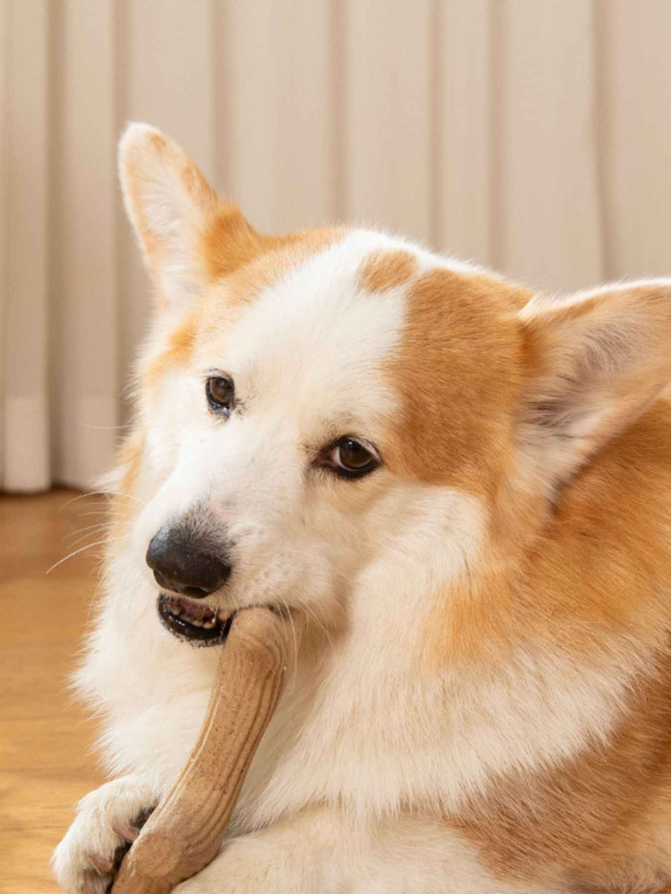 Durable Antler-Shaped Dog Chew Toy